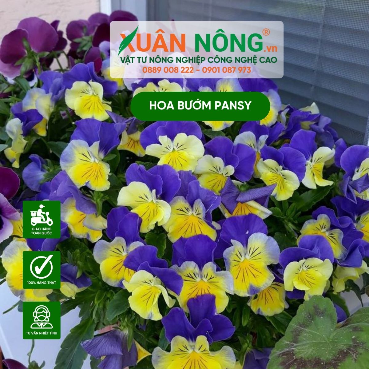 cach-trong-hoa-buom-pansy