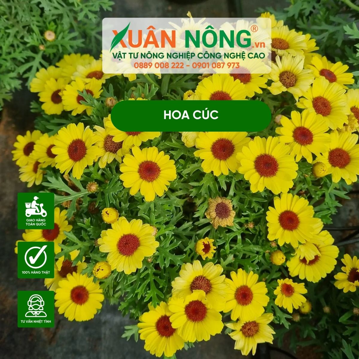 Các loại hoa cúc, cách chăm sóc hoa cúc hoa rực rỡ