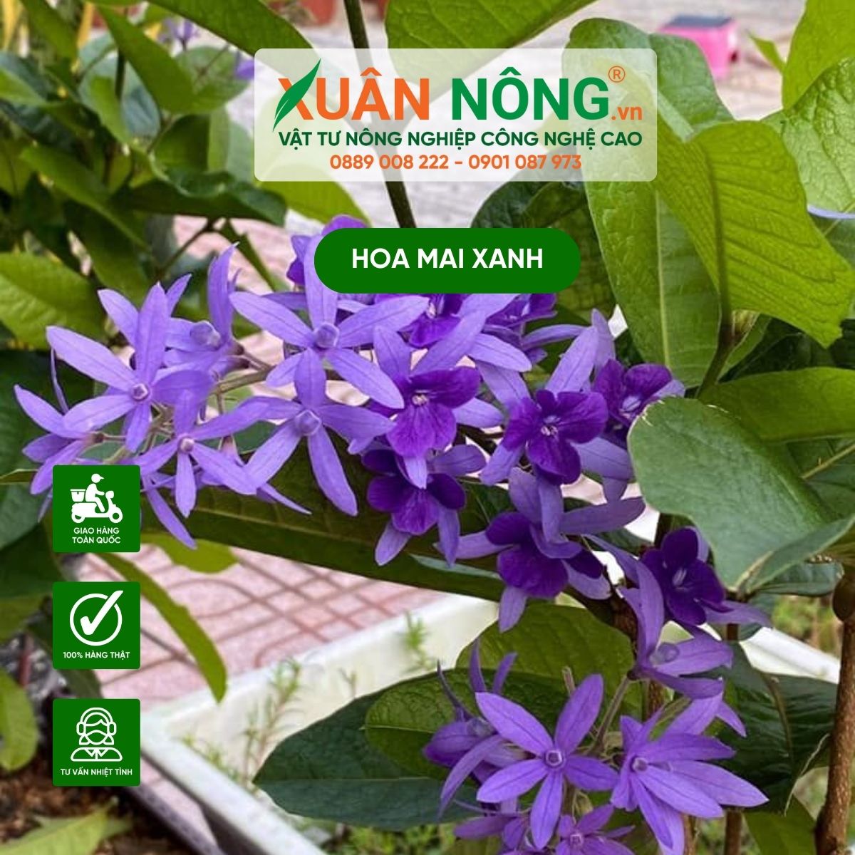 cach-trong-hoa-mai-xanh