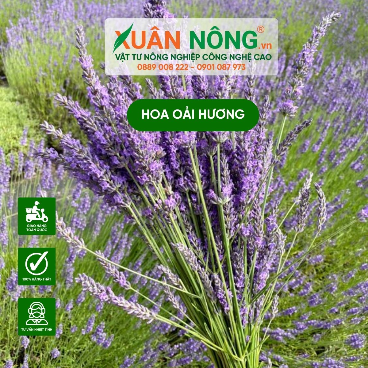 cach-trong-hoa-oai-huong