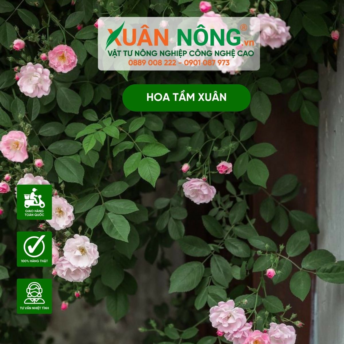 cach-trong-hoa-tam-xuan