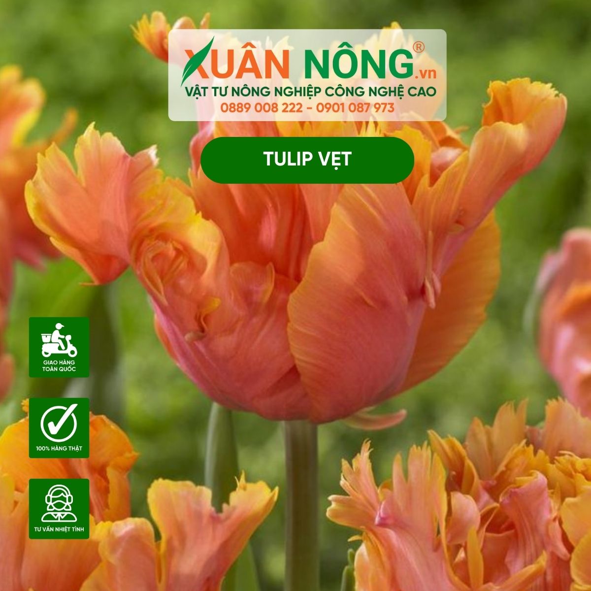 cach-trong-tulip-vet