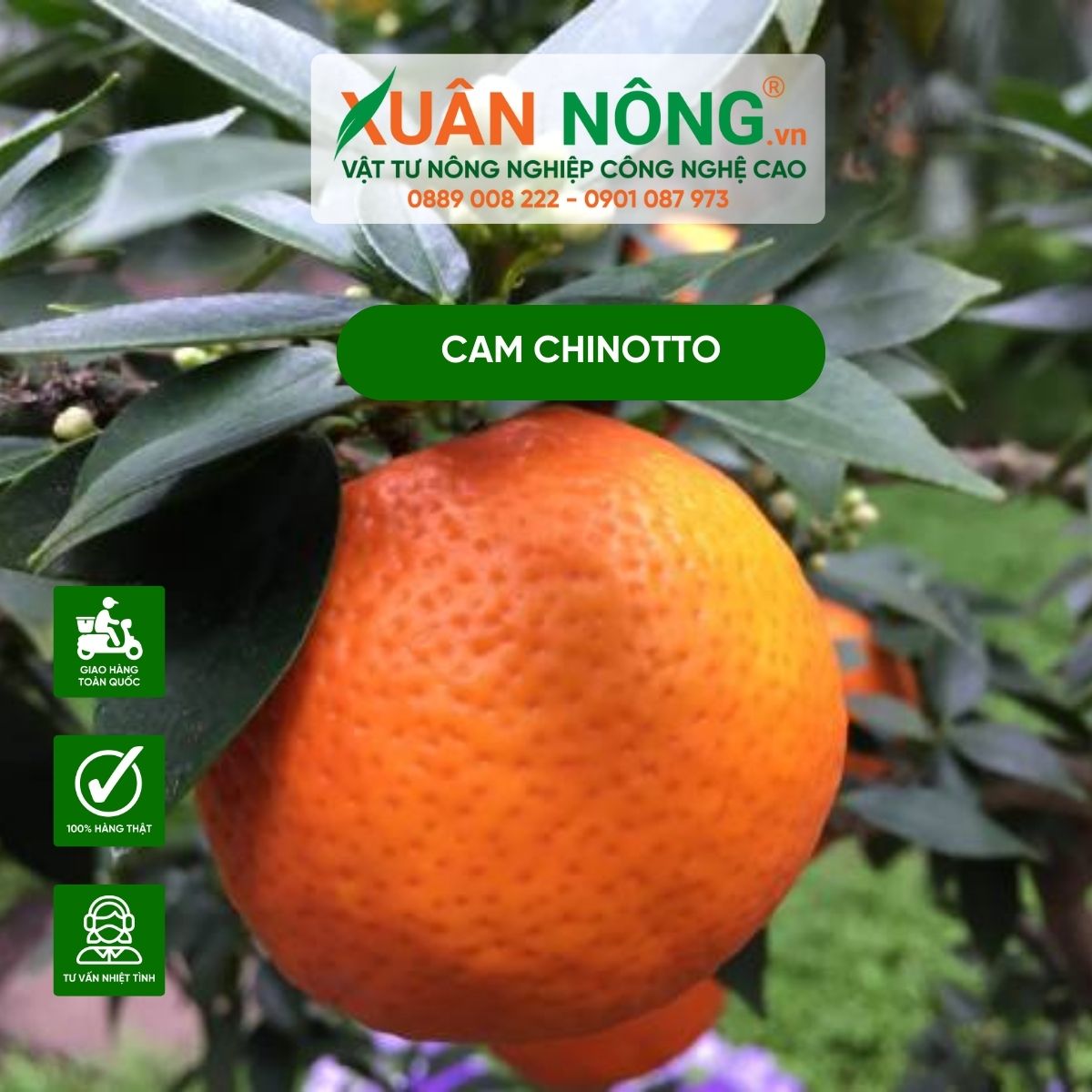 cam-chinotto