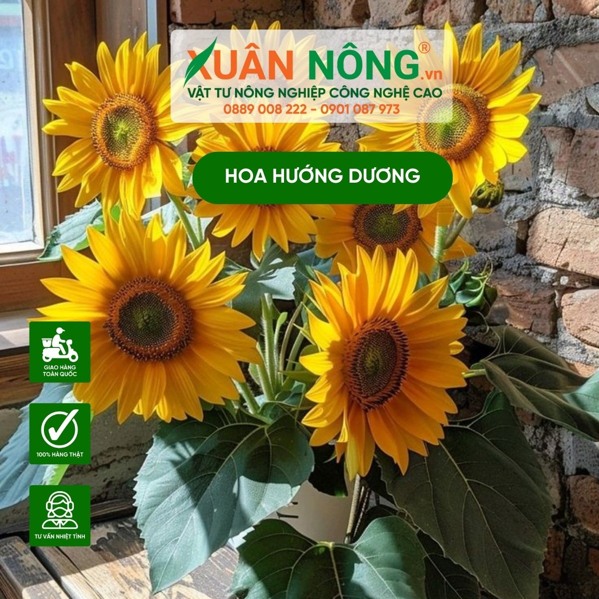 cam-hoa-huong-duong