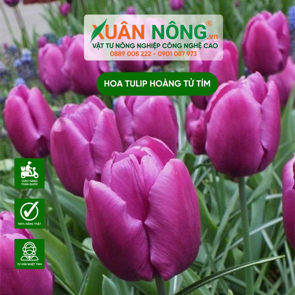 cham-soc-Purple-Prince-Tulip