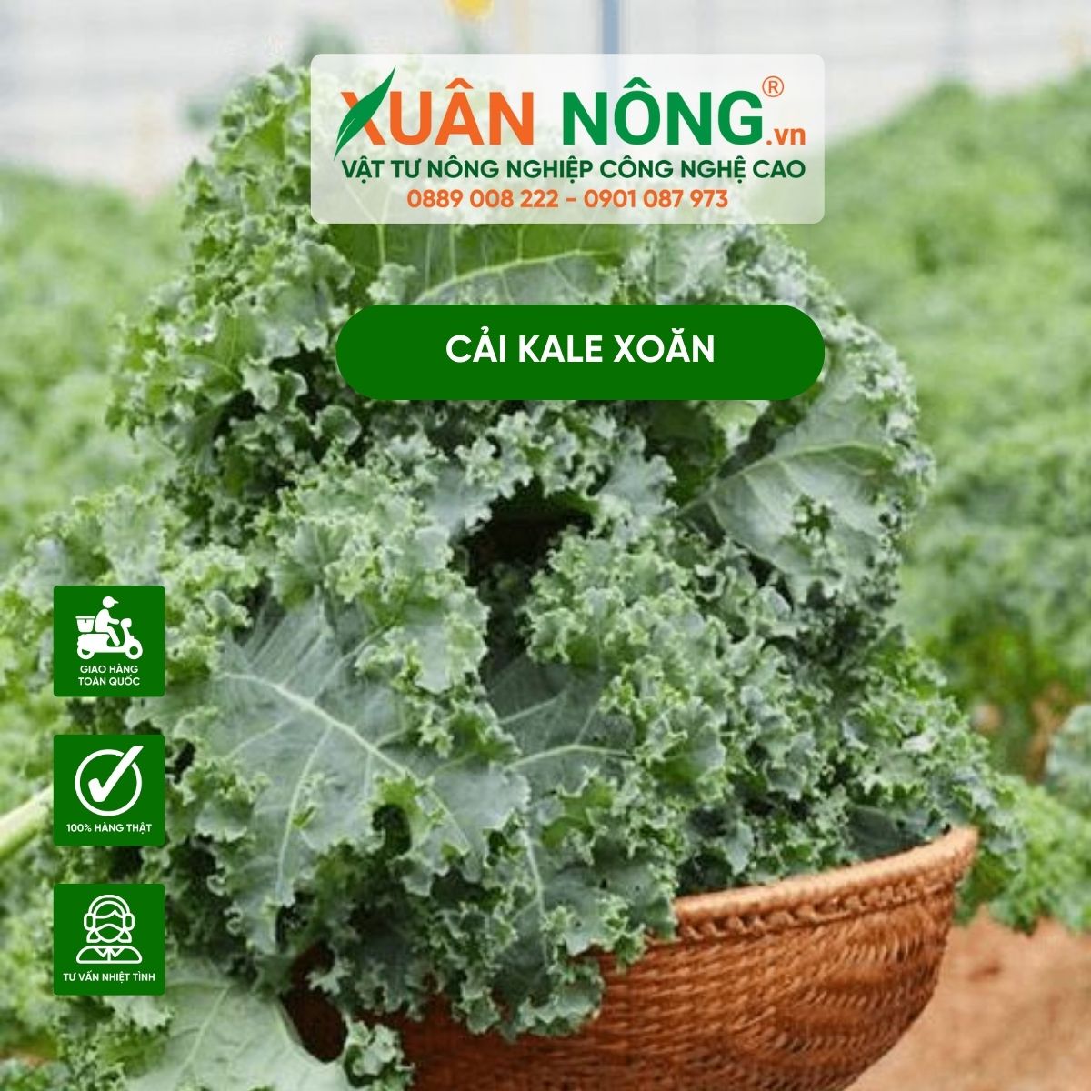 cham-soc-cai-kale