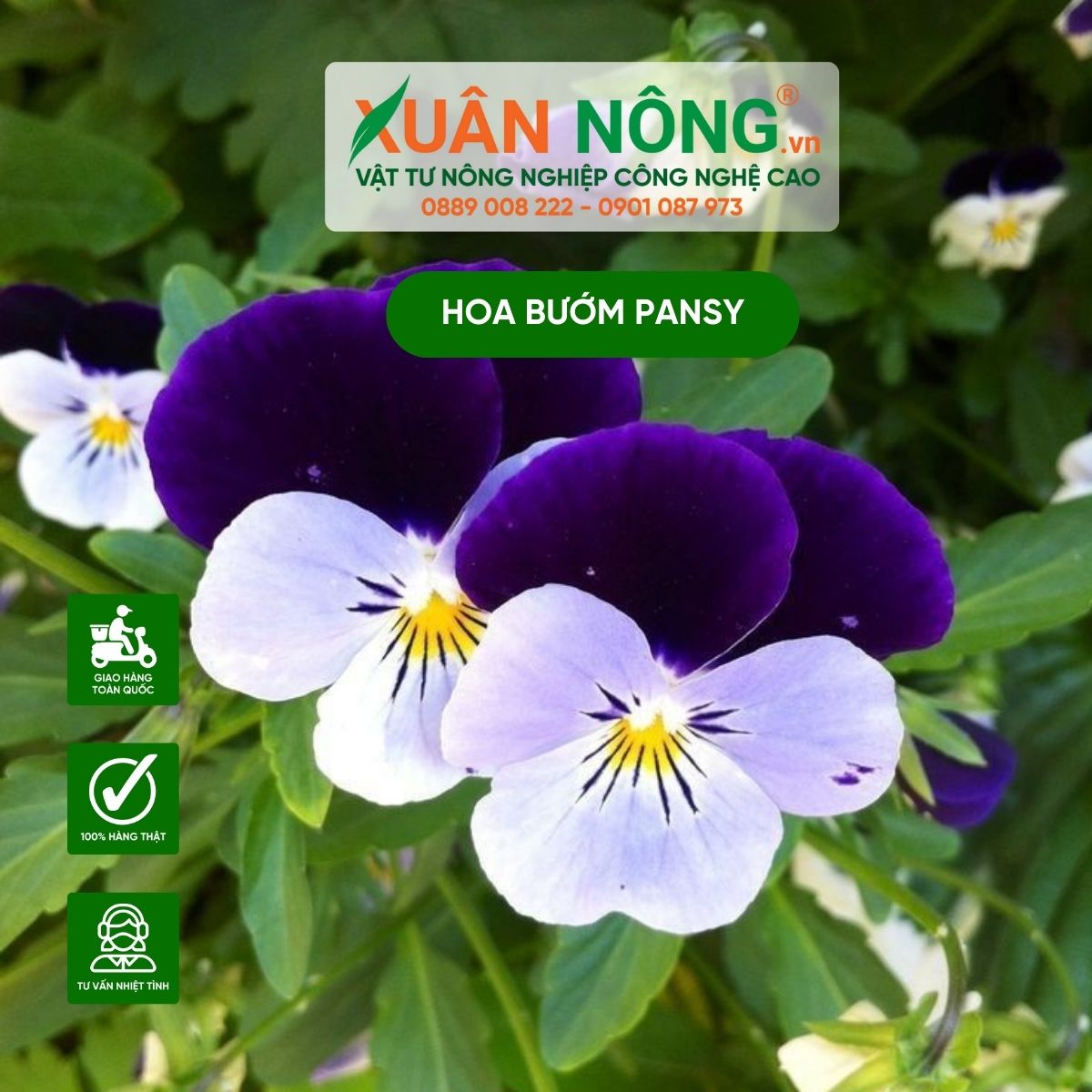 cham-soc-cay-hoa-buom-pansy