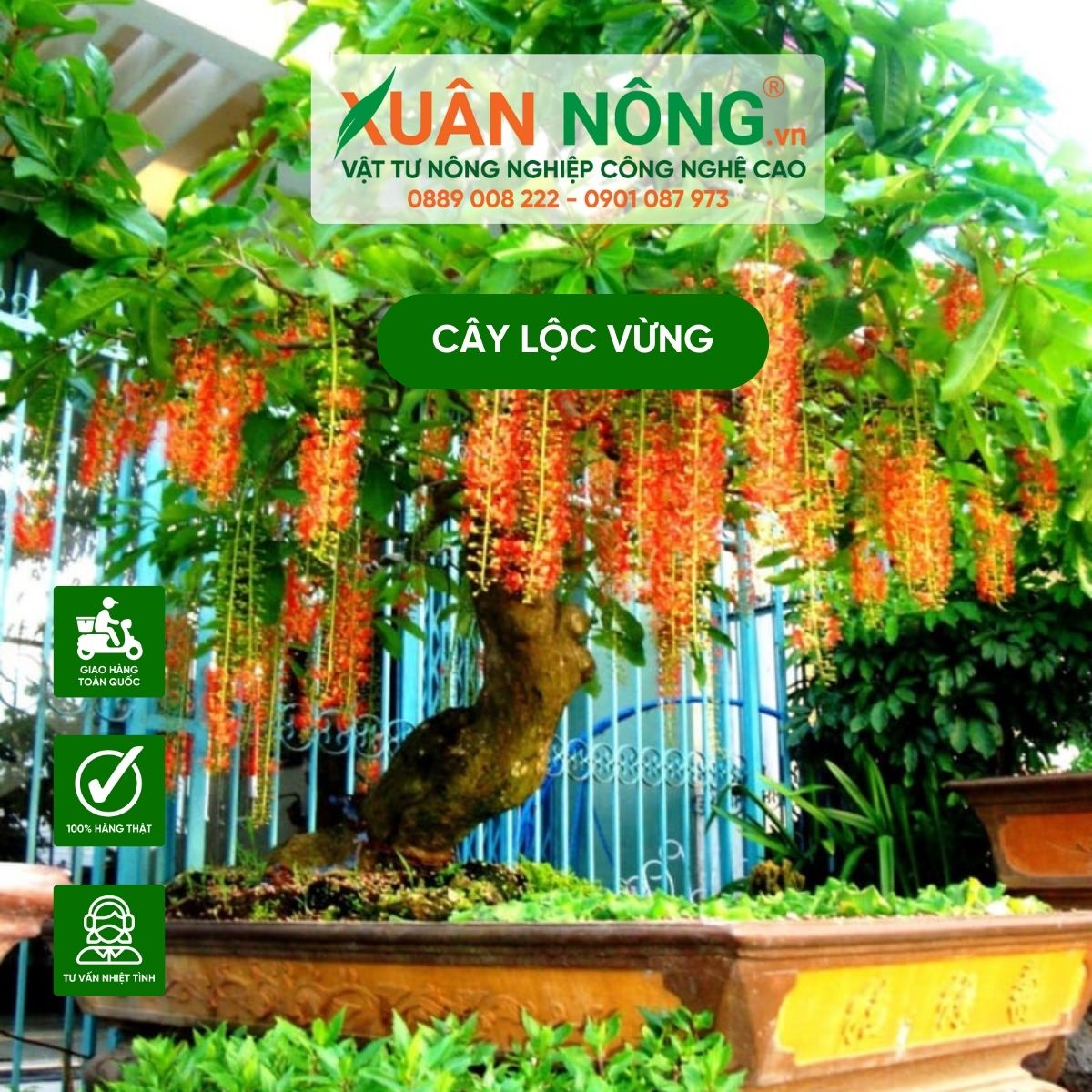 cham-soc-cay-loc-vung