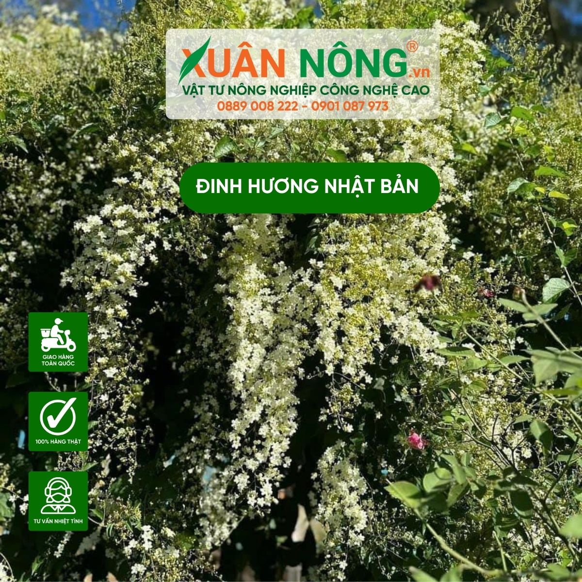 cham-soc-dinh-huong-nhat-ban