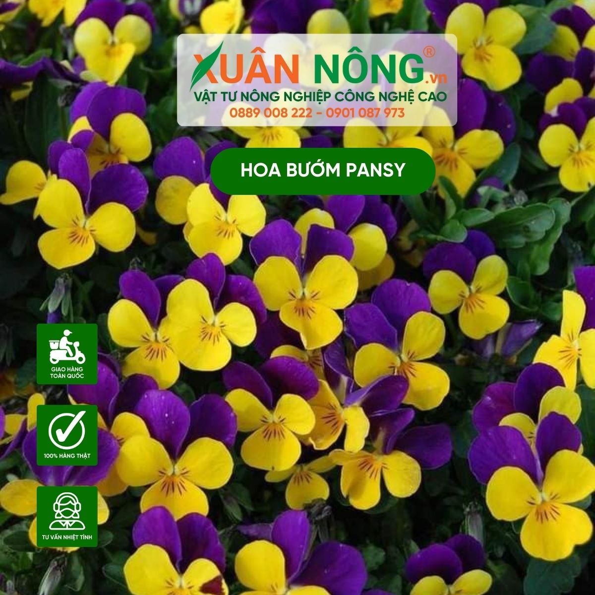 cham-soc-hoa-buom-pansy