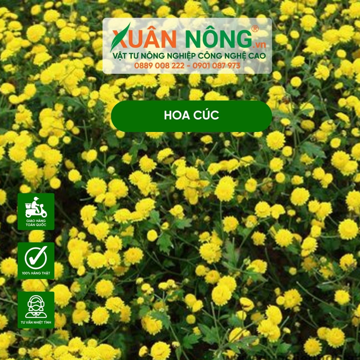 Các loại hoa cúc, cách chăm sóc hoa cúc hoa rực rỡ