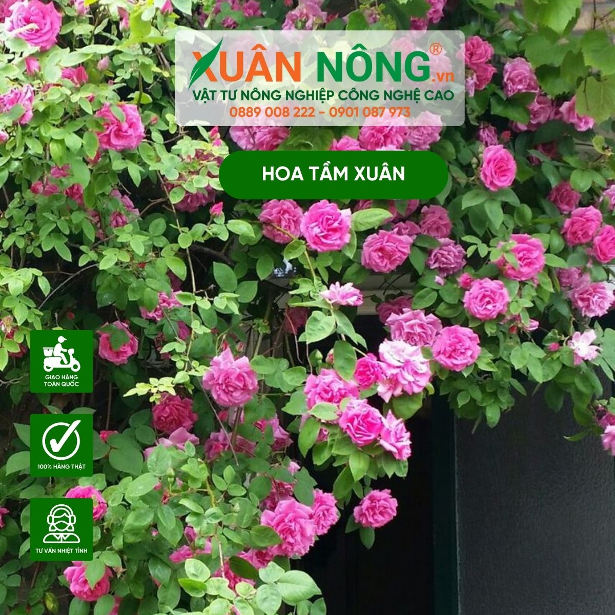 cham-soc-hoa-tam-xuan