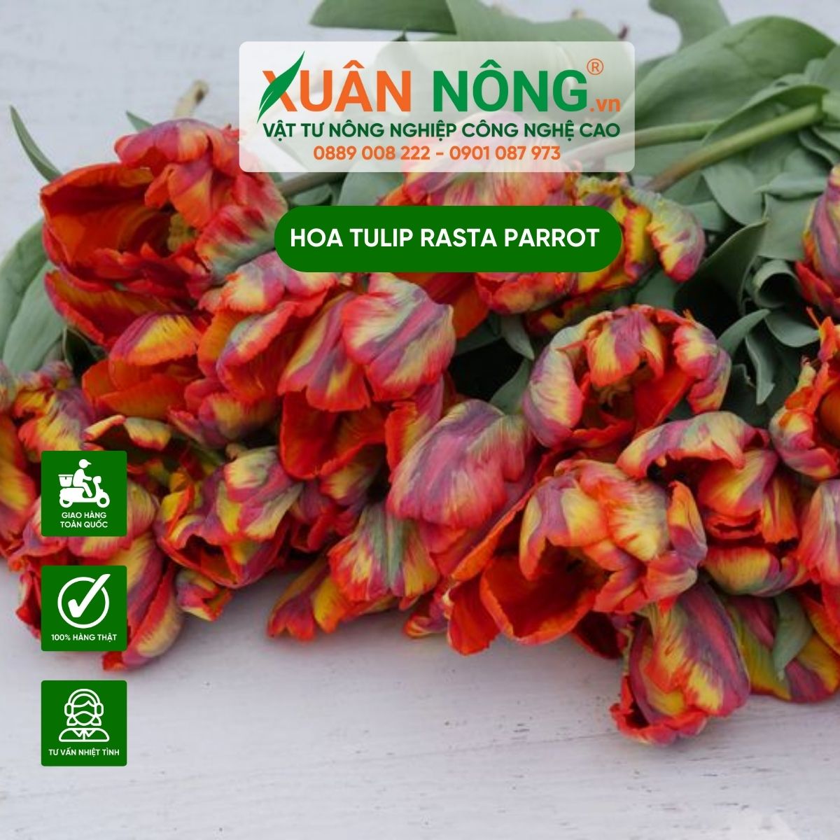 cham-soc-hoa-tulip-rasta-parrot