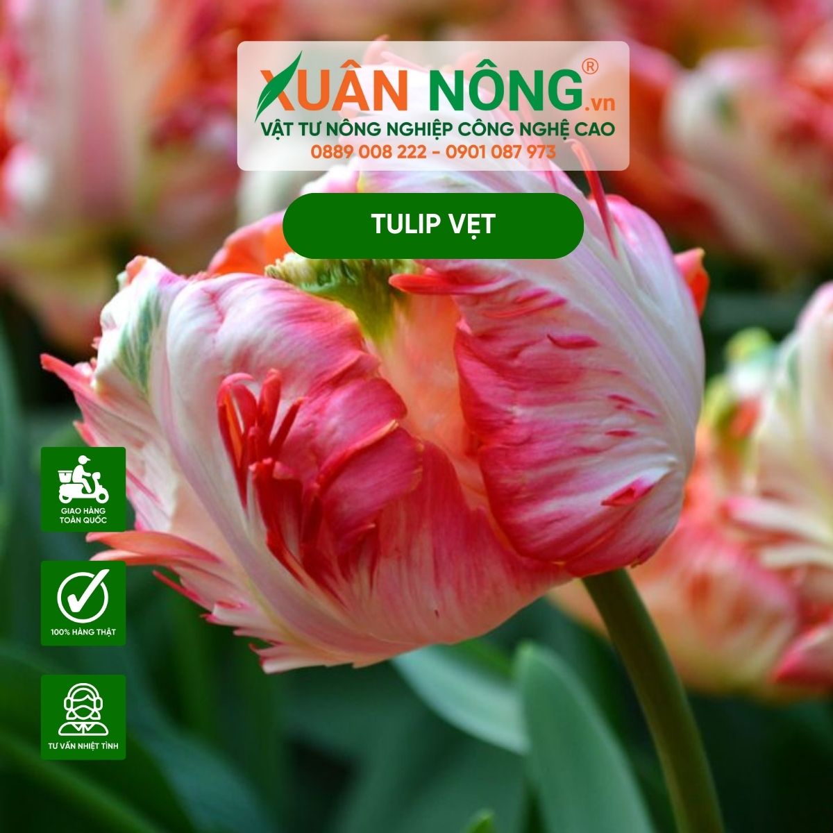 cham-soc-tulip-vet