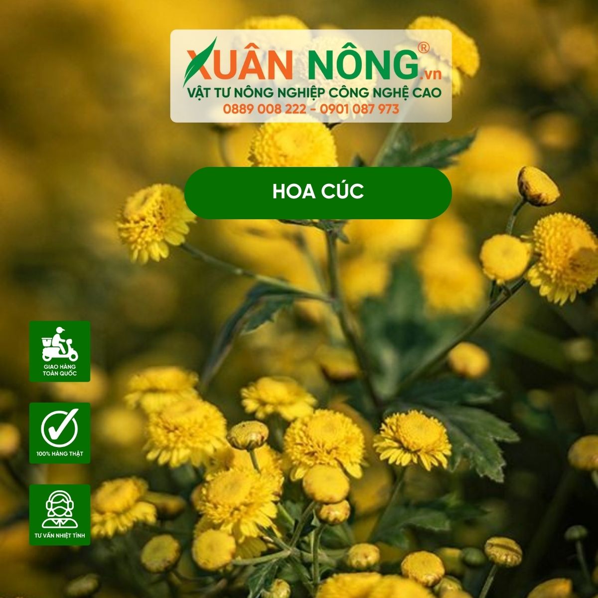 Các loại hoa cúc, cách chăm sóc hoa cúc hoa rực rỡ