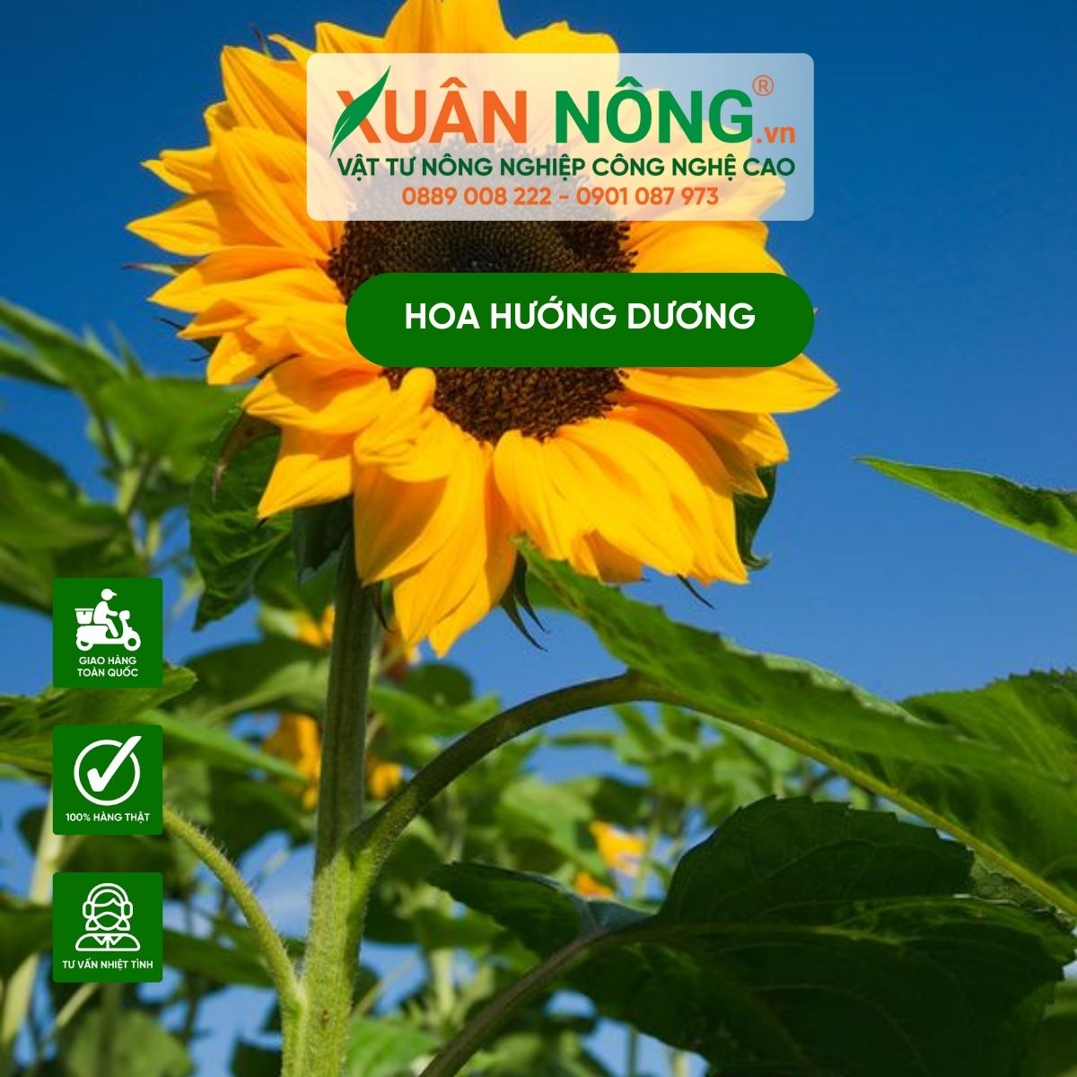 dac-diem-hoa-huong-duong