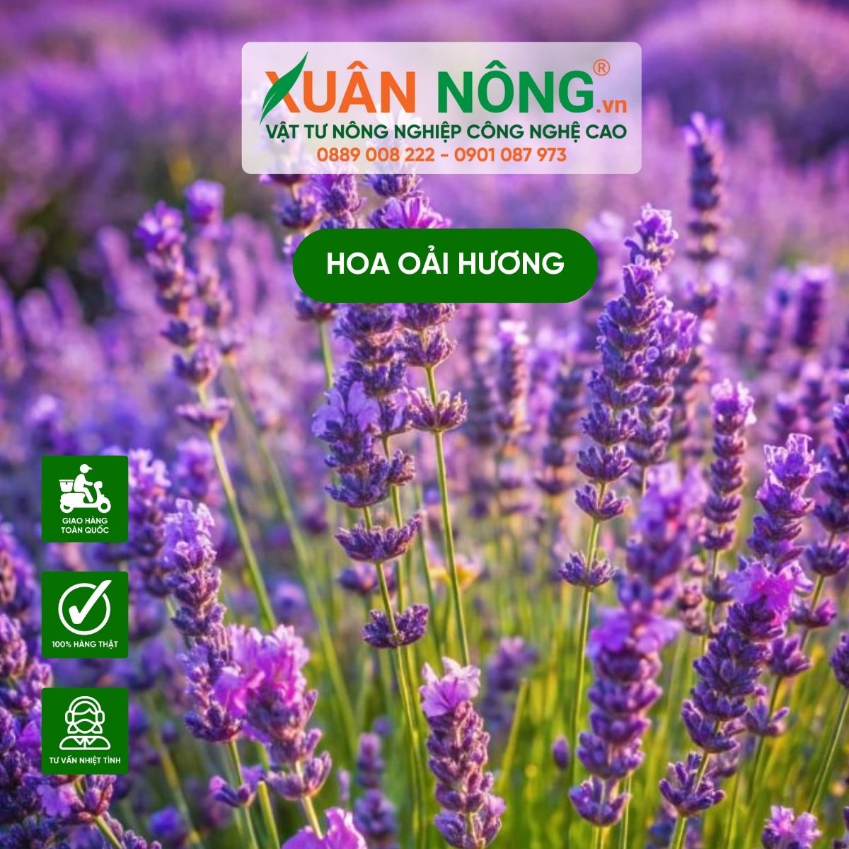 dac-diem-hoa-oai-huong