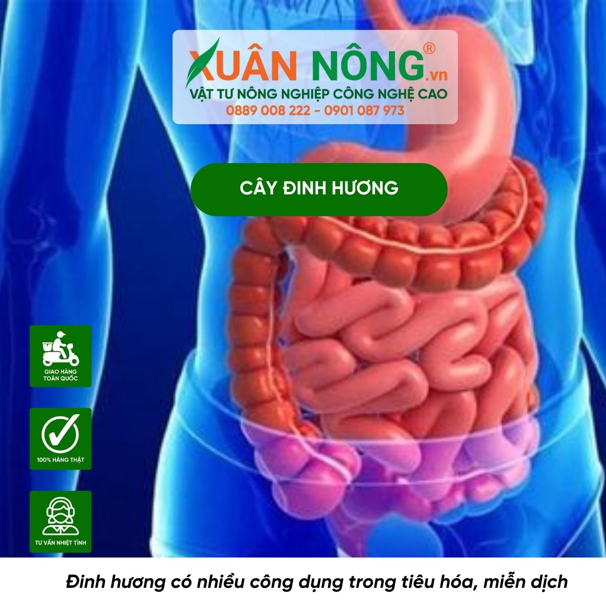 dinh-huong-co-cong-dung-trong-tieu-hoa