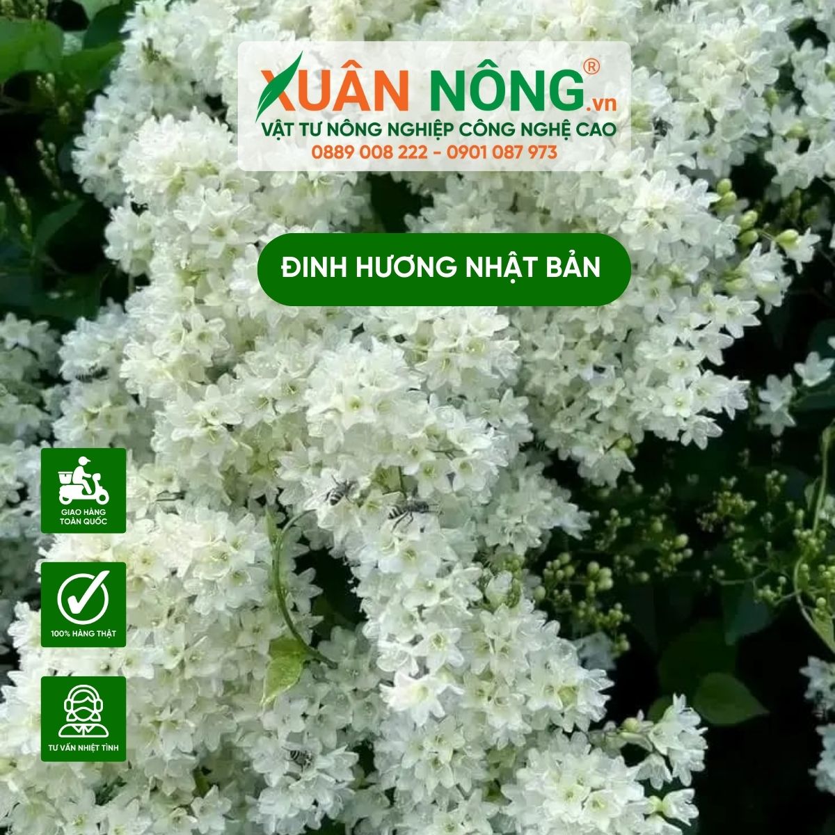 dinh-huong-nhat-ban