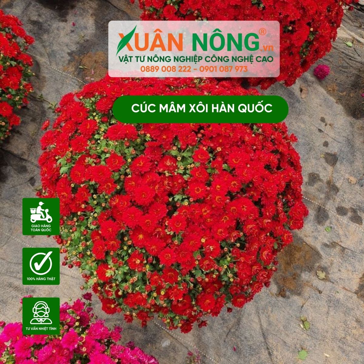 hoa-Cuc-mam-xoi-han-quoc