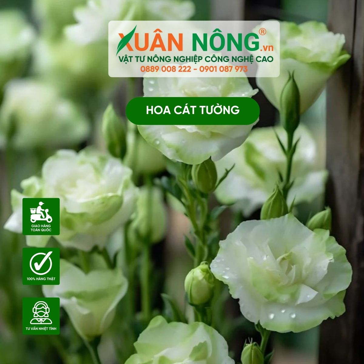 hoa-cat-tuong-tet