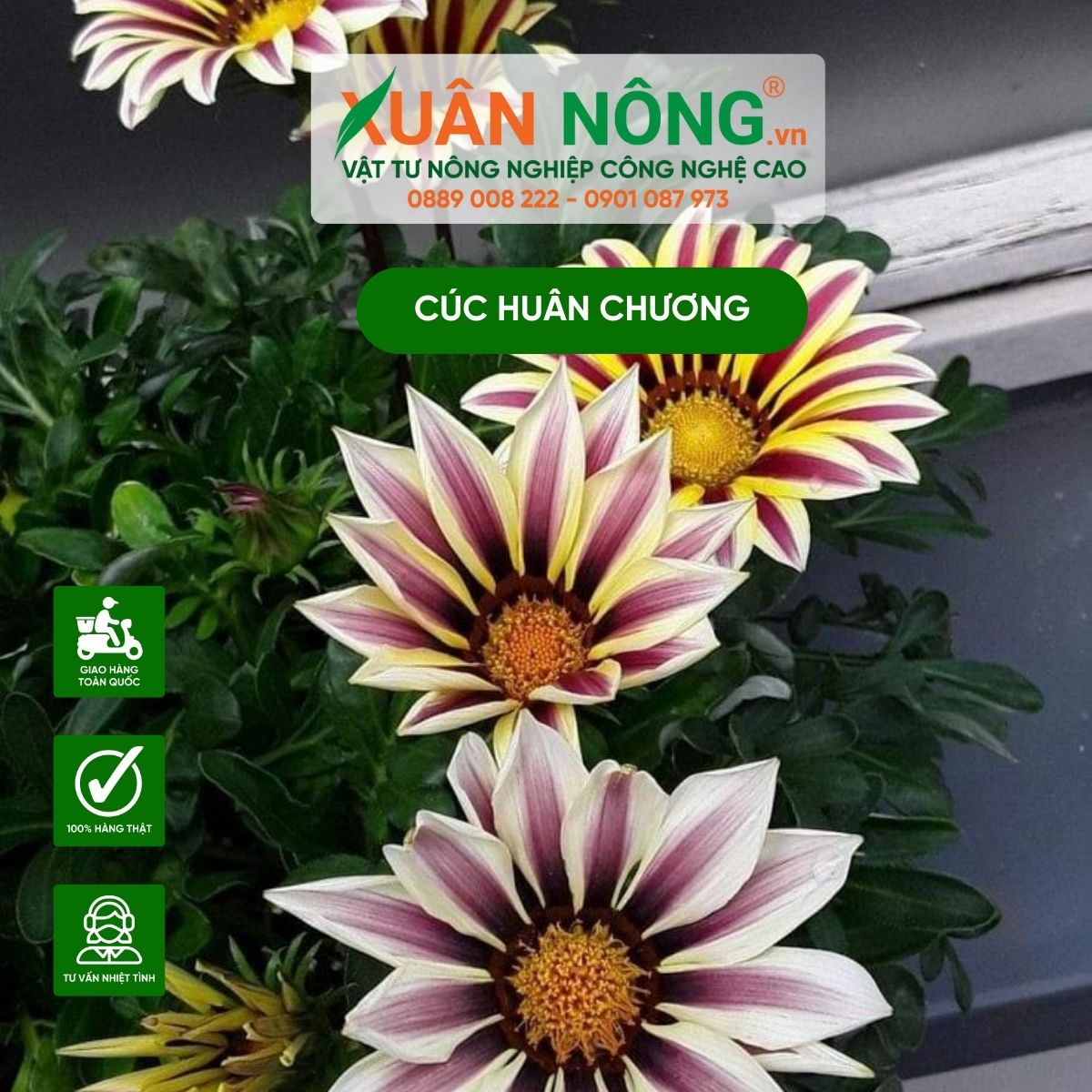 hoa-cuc-huan-chuong