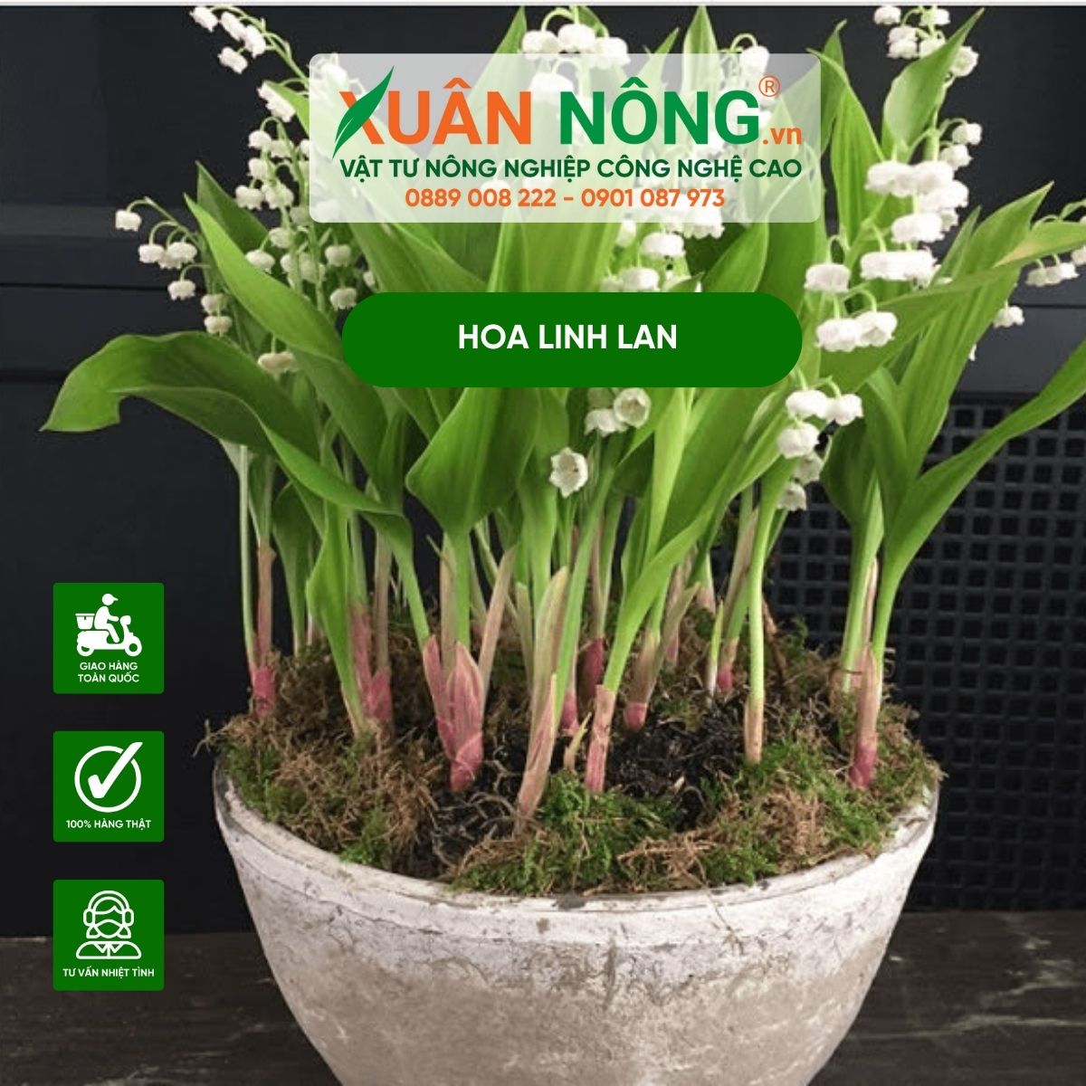 hoa-linh-lan