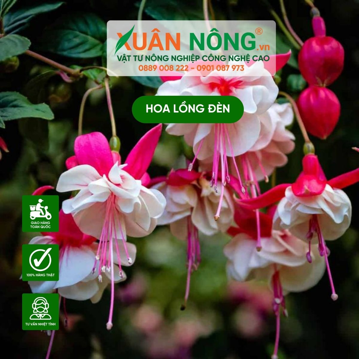 Cách trồng hoa lồng đèn đơn giản hoa đẹp nở lung linh