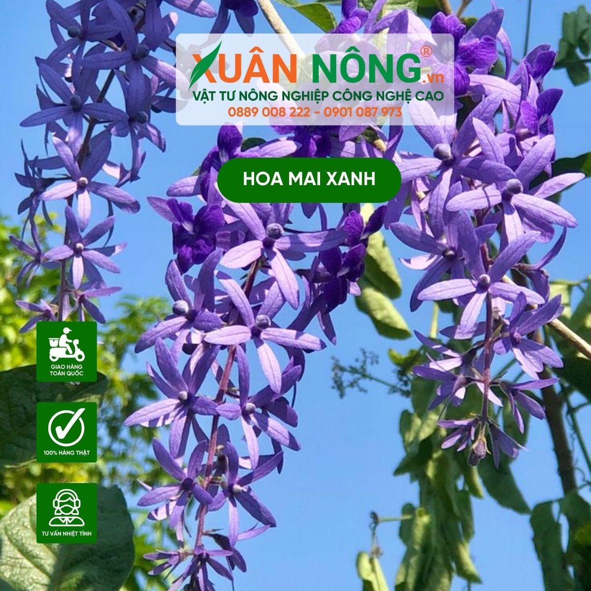 hoa-mai-xanh