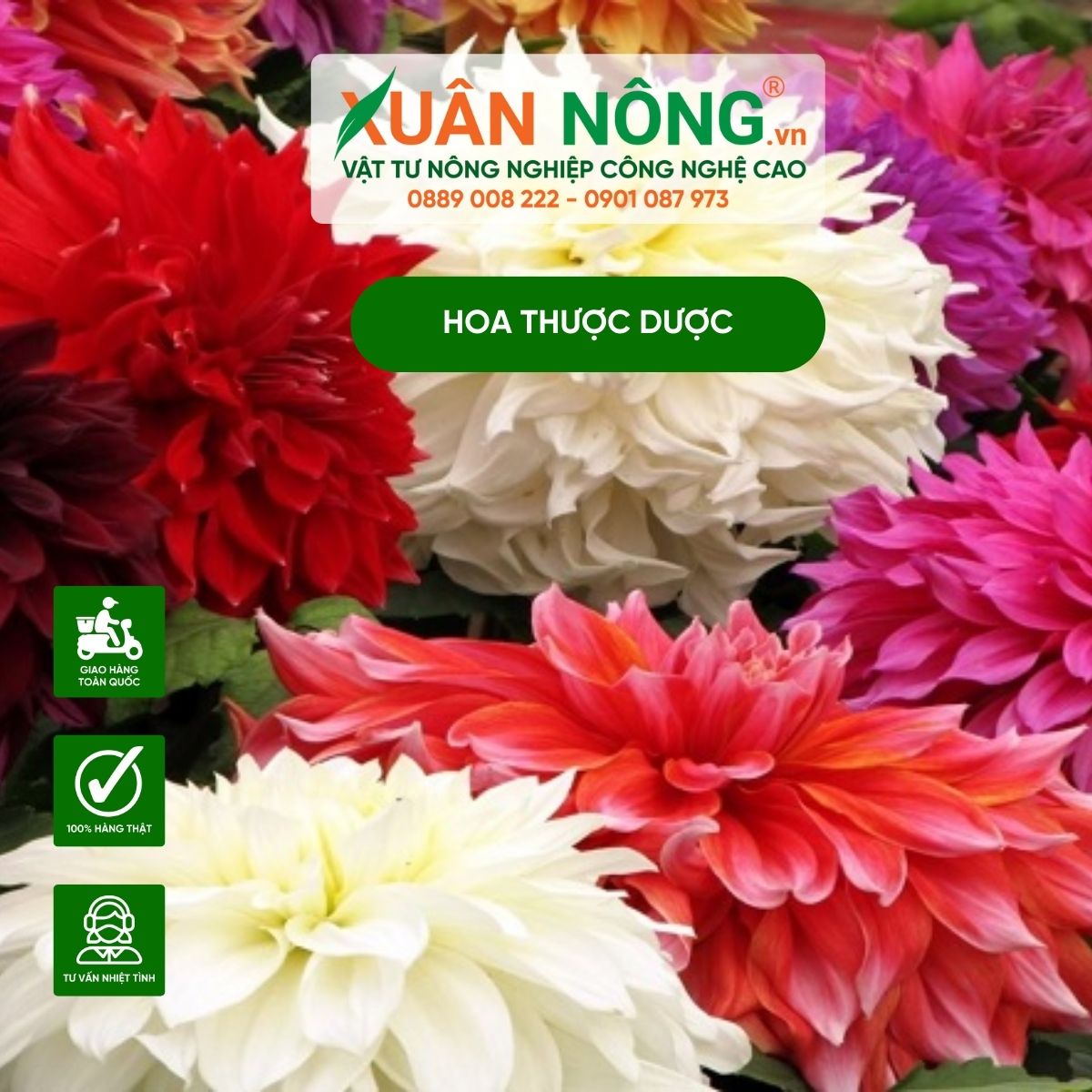 hoa-thuoc-duoc