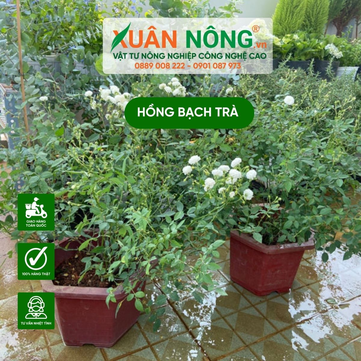 hong-bach-tra