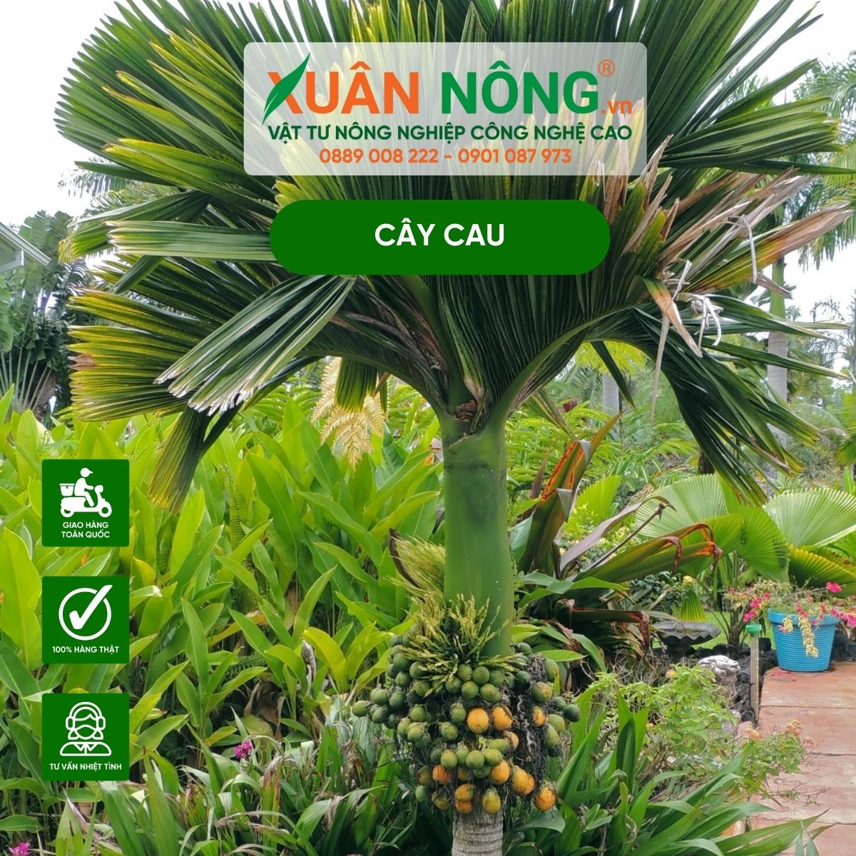 khoang-cach-trong-cau