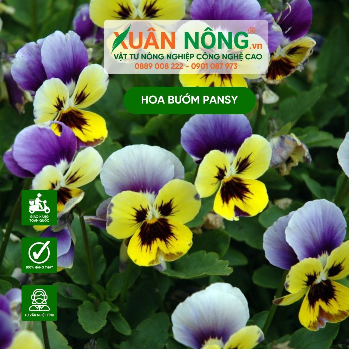 trong-hoa-buom-pansy