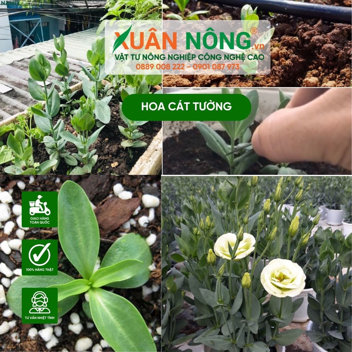 trong-hoa-cat-tuong-ngay-tet