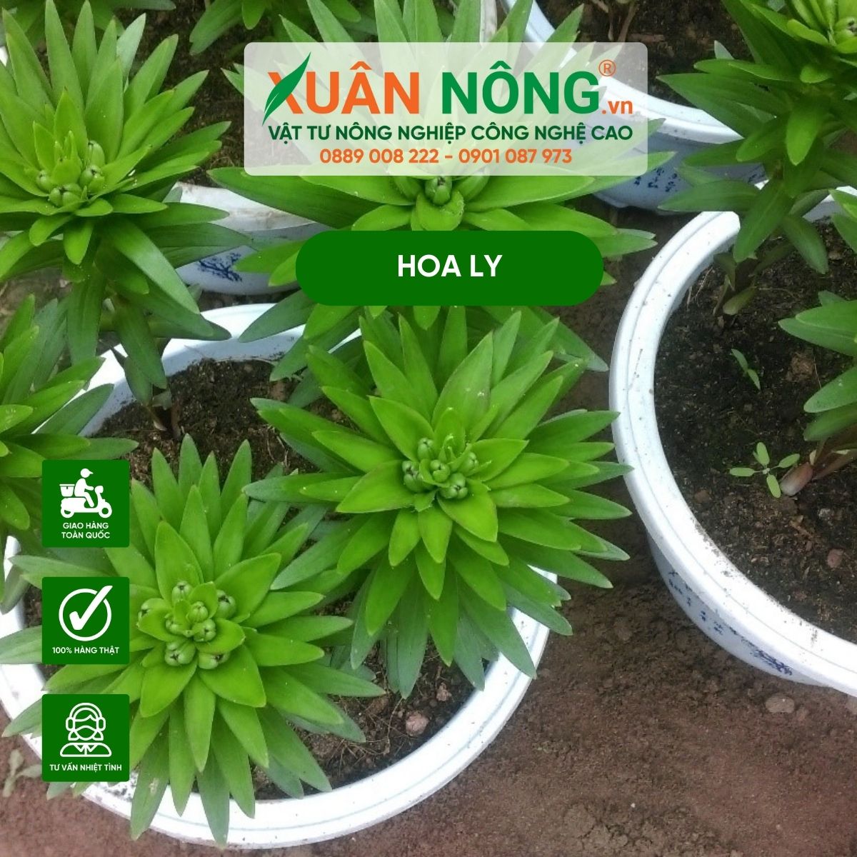 trong-hoa-ly-bang-cu