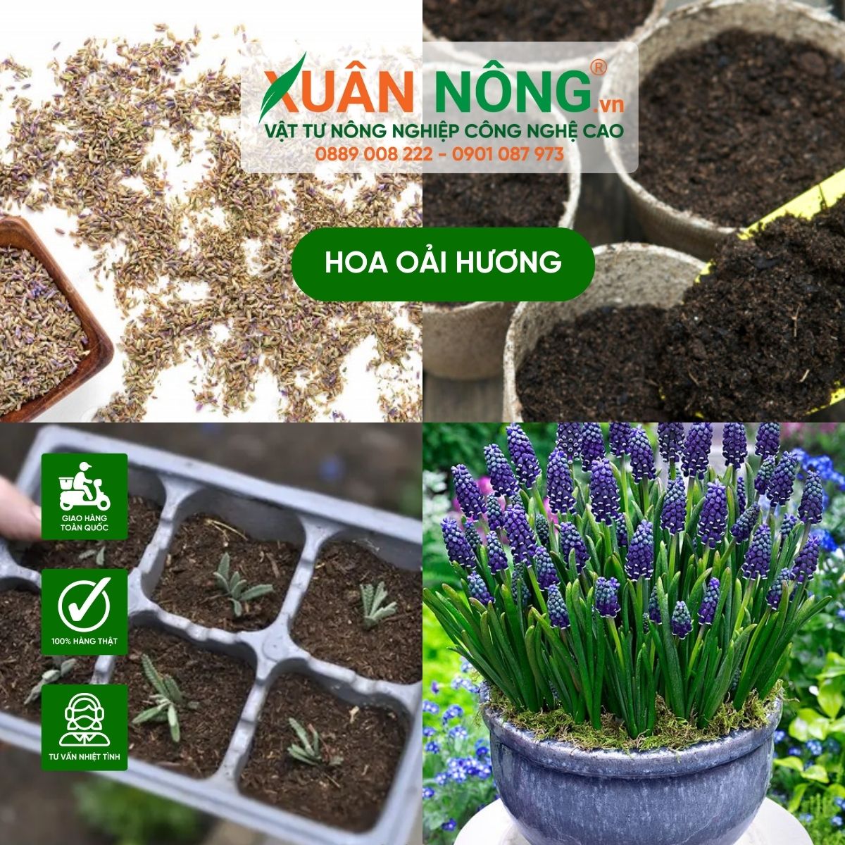 trong-hoa-oai-huong