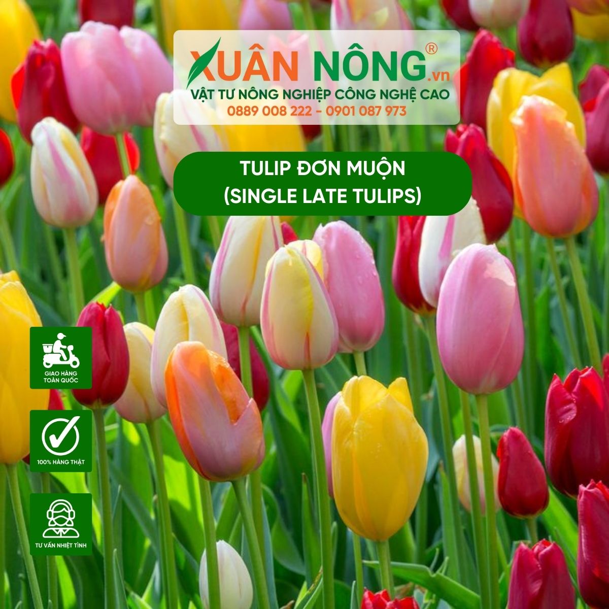 tulip-don-muon