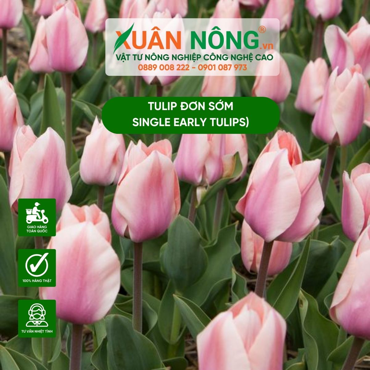 tulip-don-som