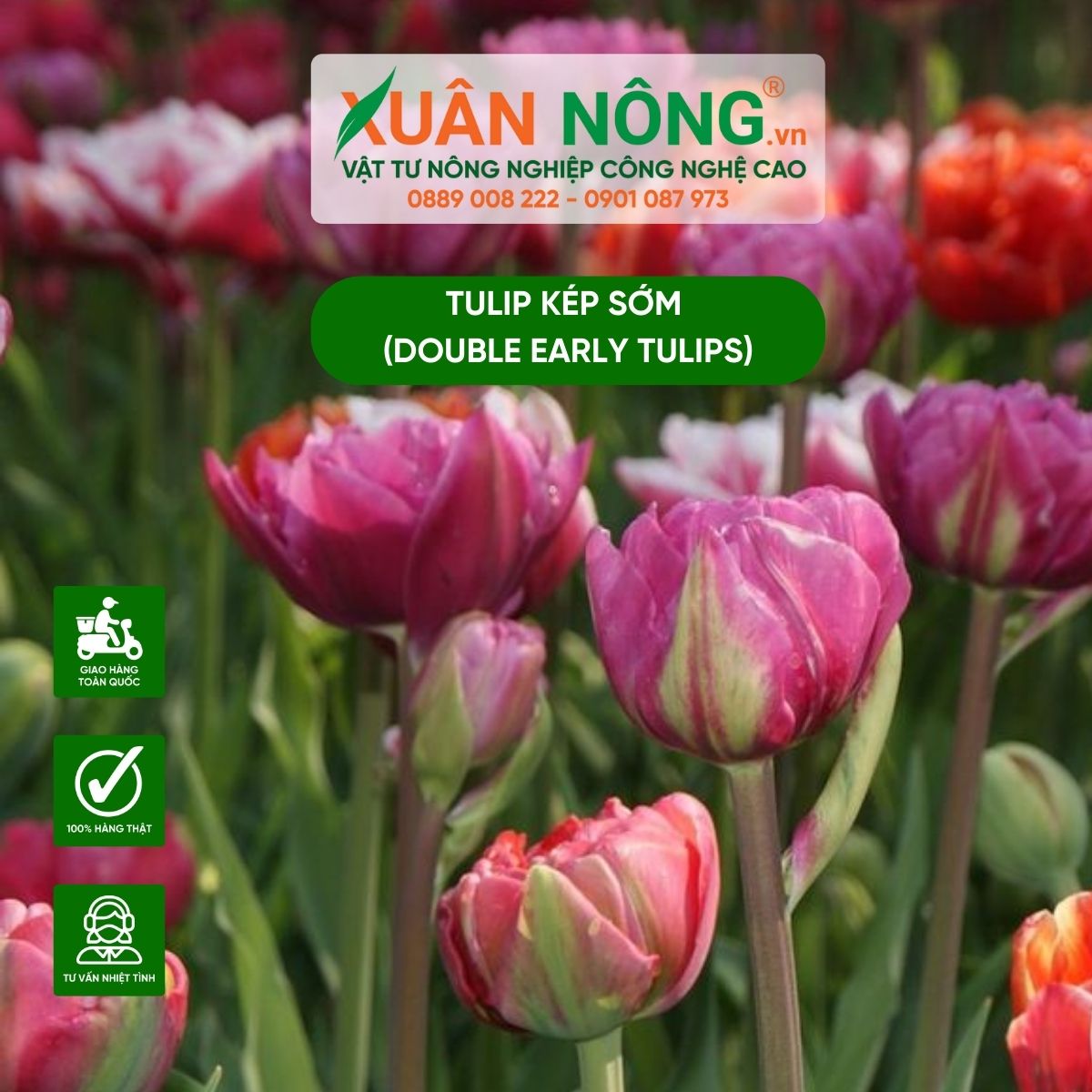 tulip-kep-som