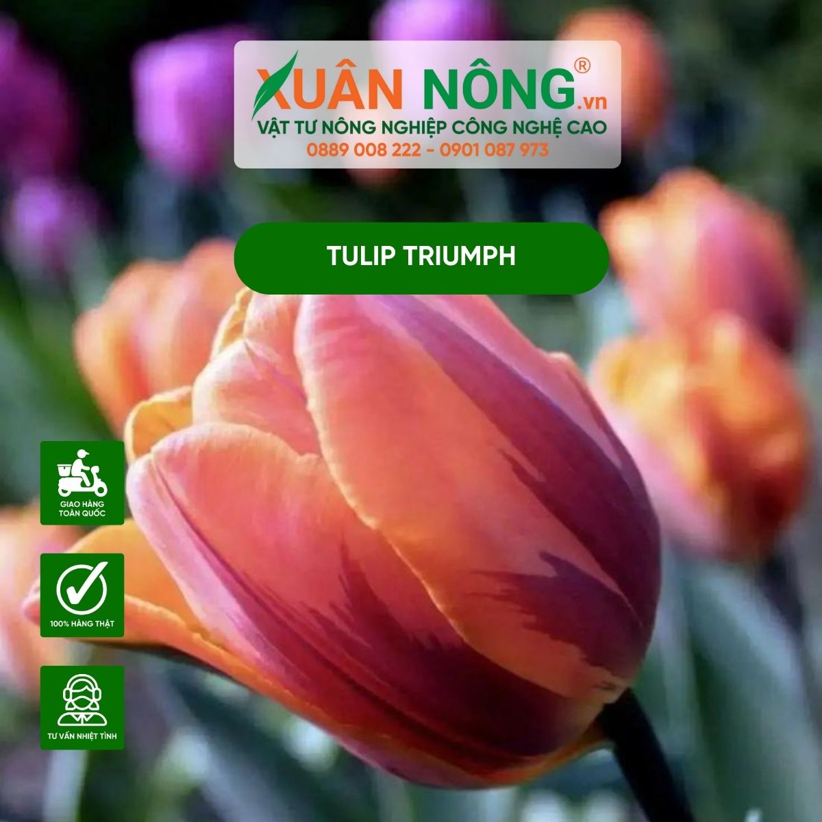 tulip-triumph