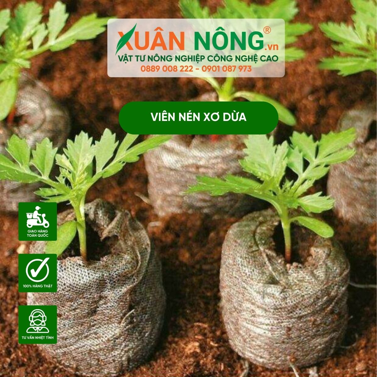 vien-nen-xo-dua