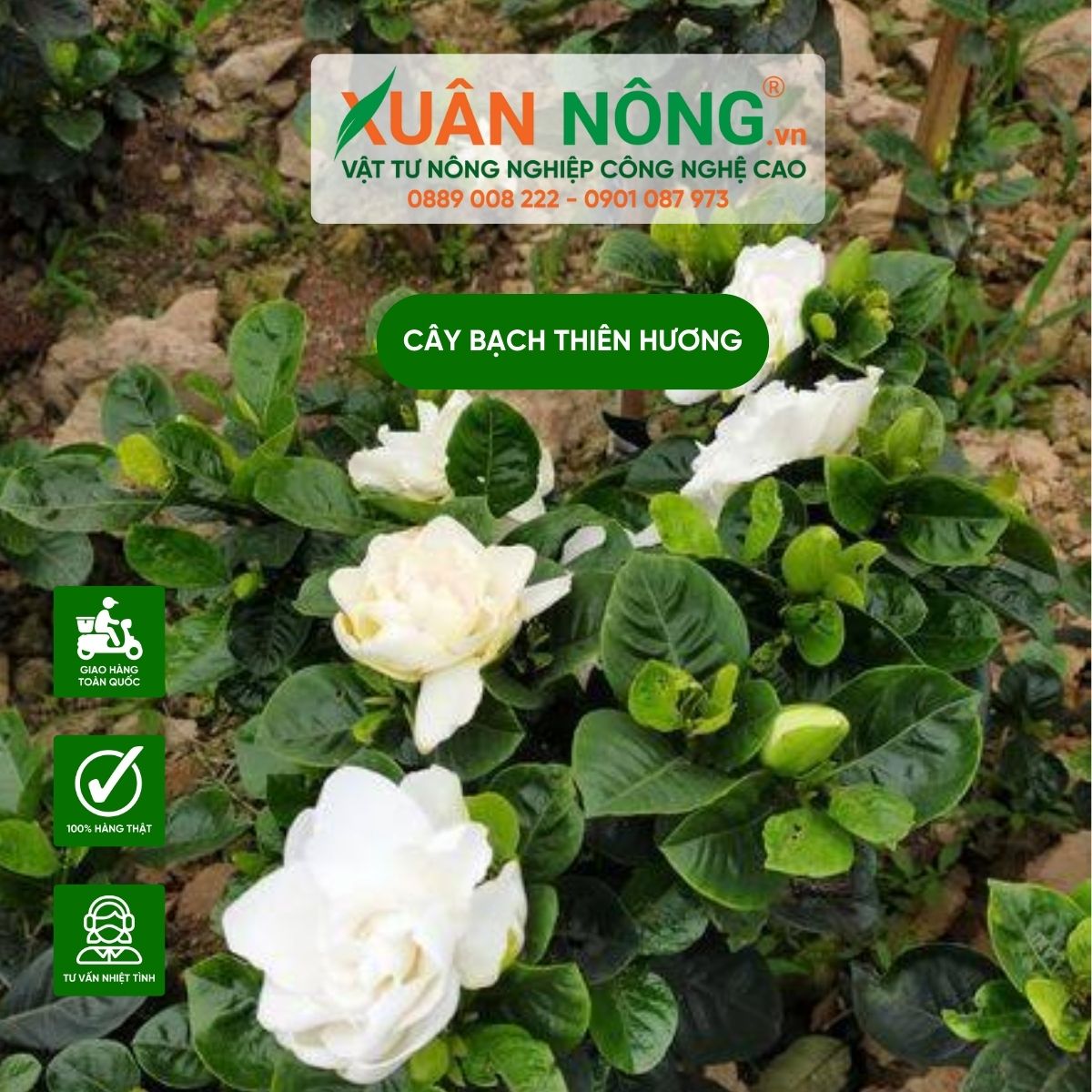 y-nghia-bach-thien-huong