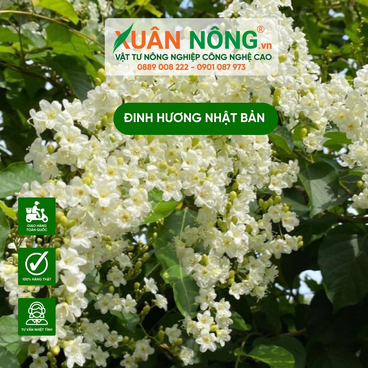 y-nghia-dinh-huong-nhat-ban