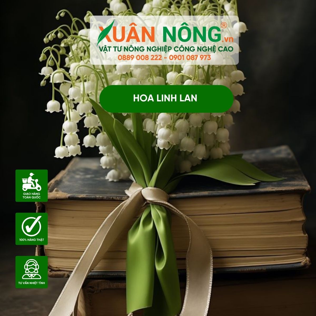 y-nghia-hoa-linh-lan