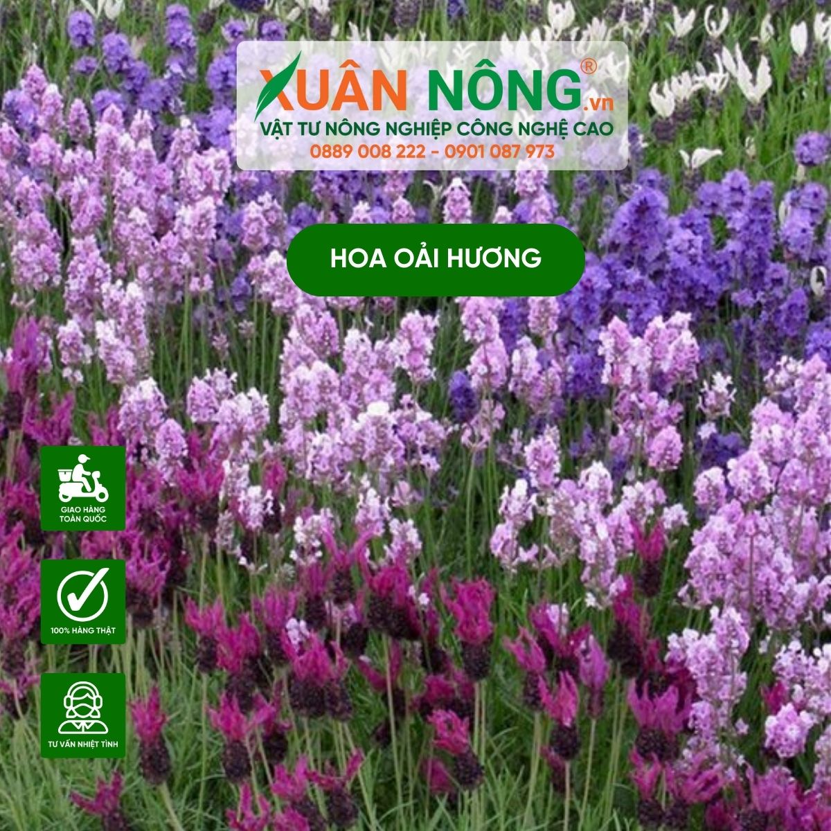 y-nghia-hoa-oai-huong