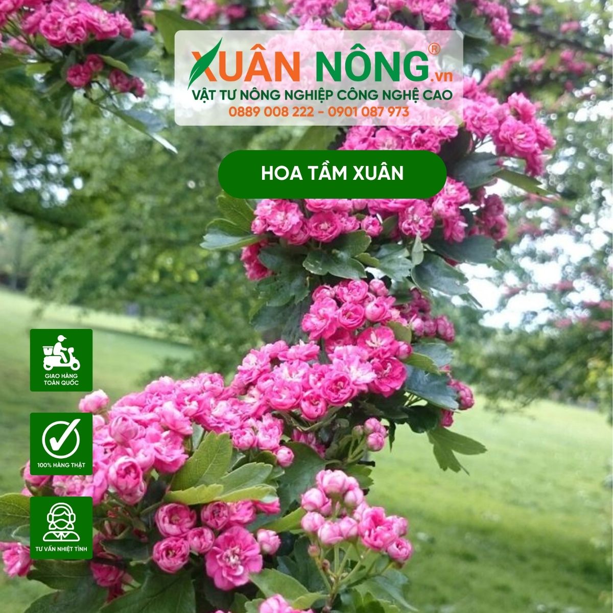 y-nghia-hoa-tam-xuan