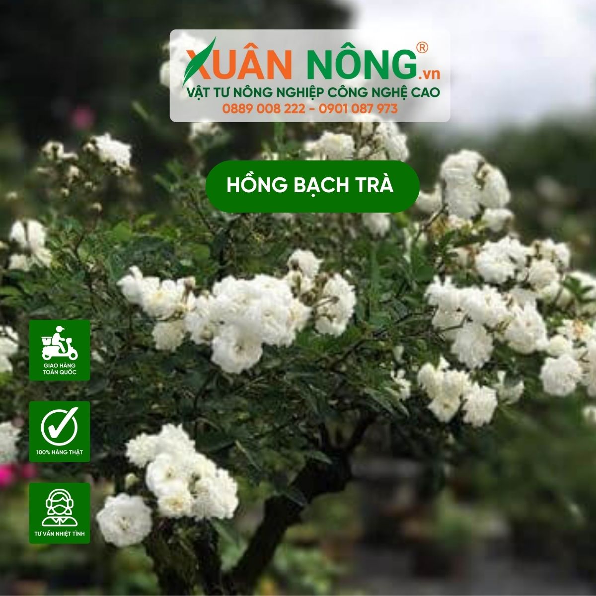 y-nghia-hong-bach-tra