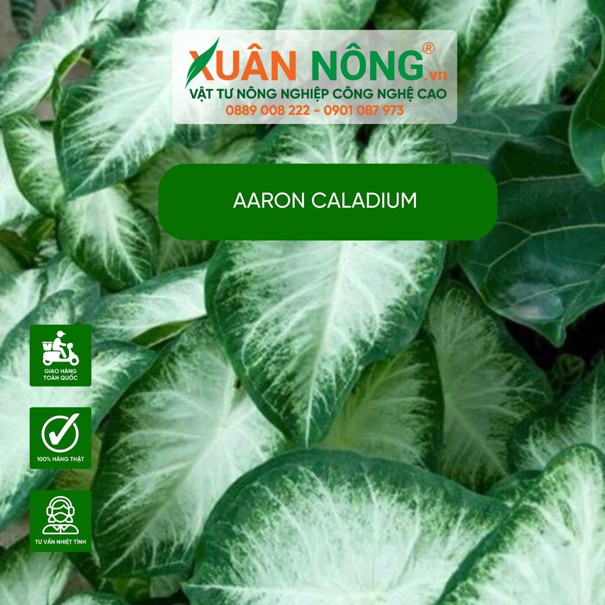 Aaron-Caladium-cach-cham-soc