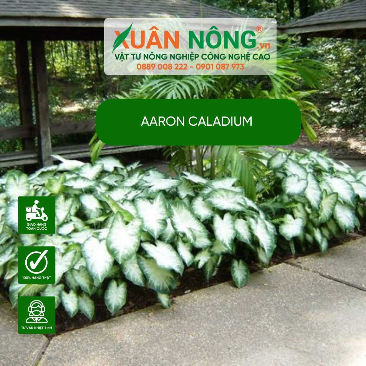 Aaron-Caladium-trong-trong-nha