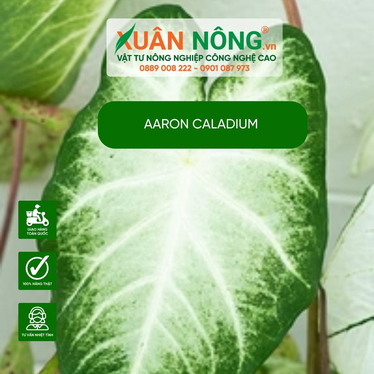 Aaron-Caladium